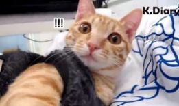 逗奶视频,萌娃奶爸欢乐日常，温馨瞬间尽收眼底